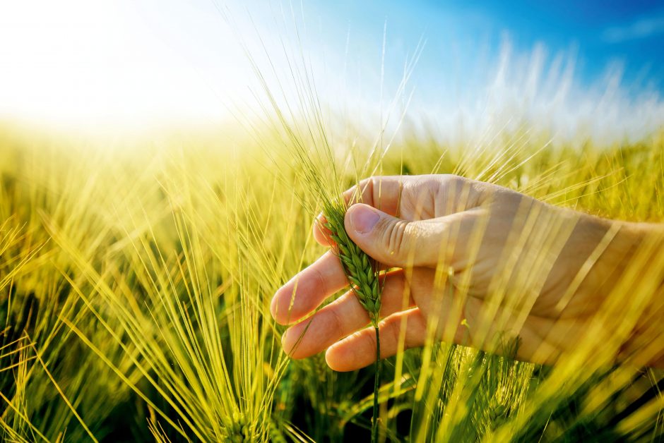 Publication of our study on Frontiers in Plant Science