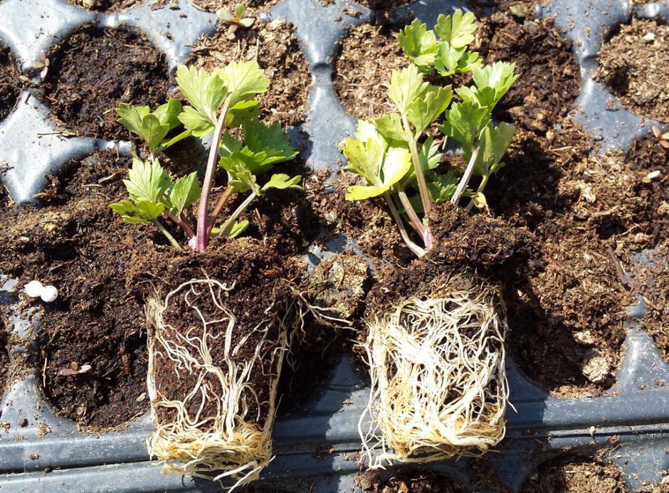 Publication of our study on Frontiers in Plant Science